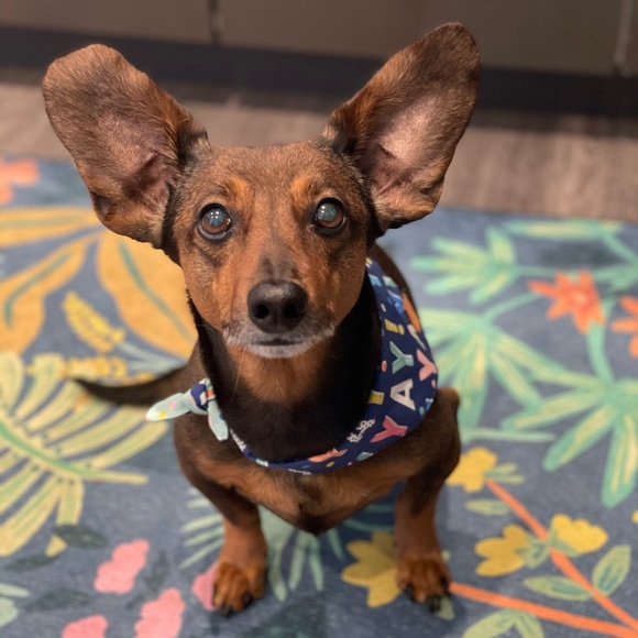 Meet your Posher, Amy - Picture 1 of 1